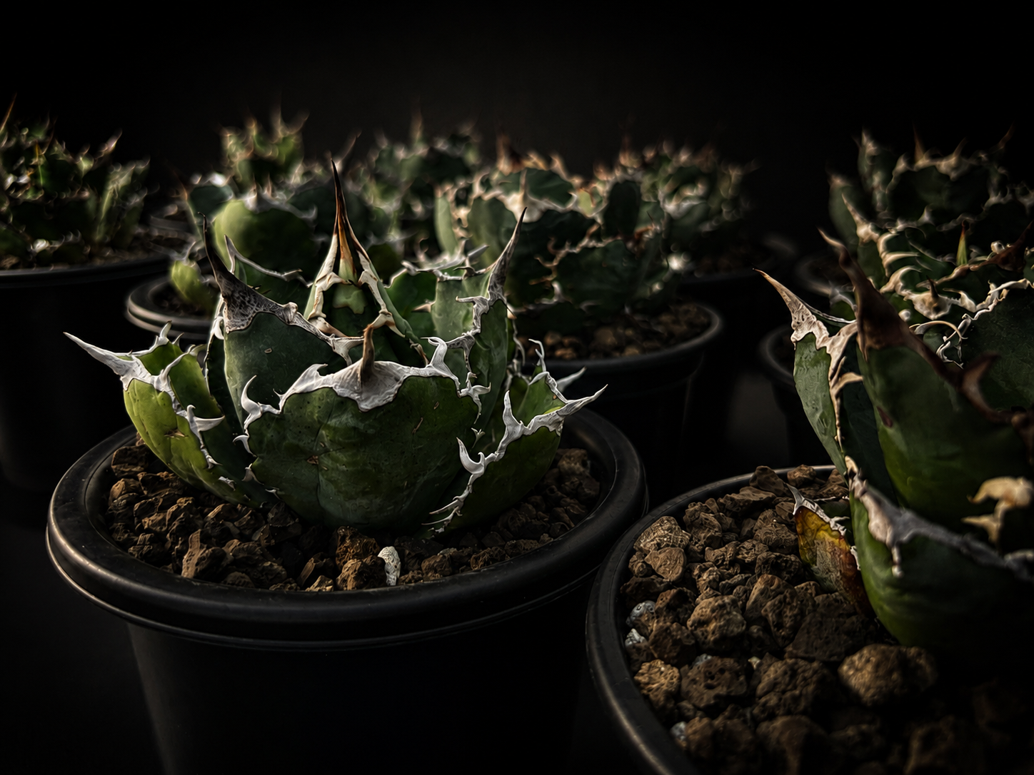 Agave titanota under spotlight, dark background