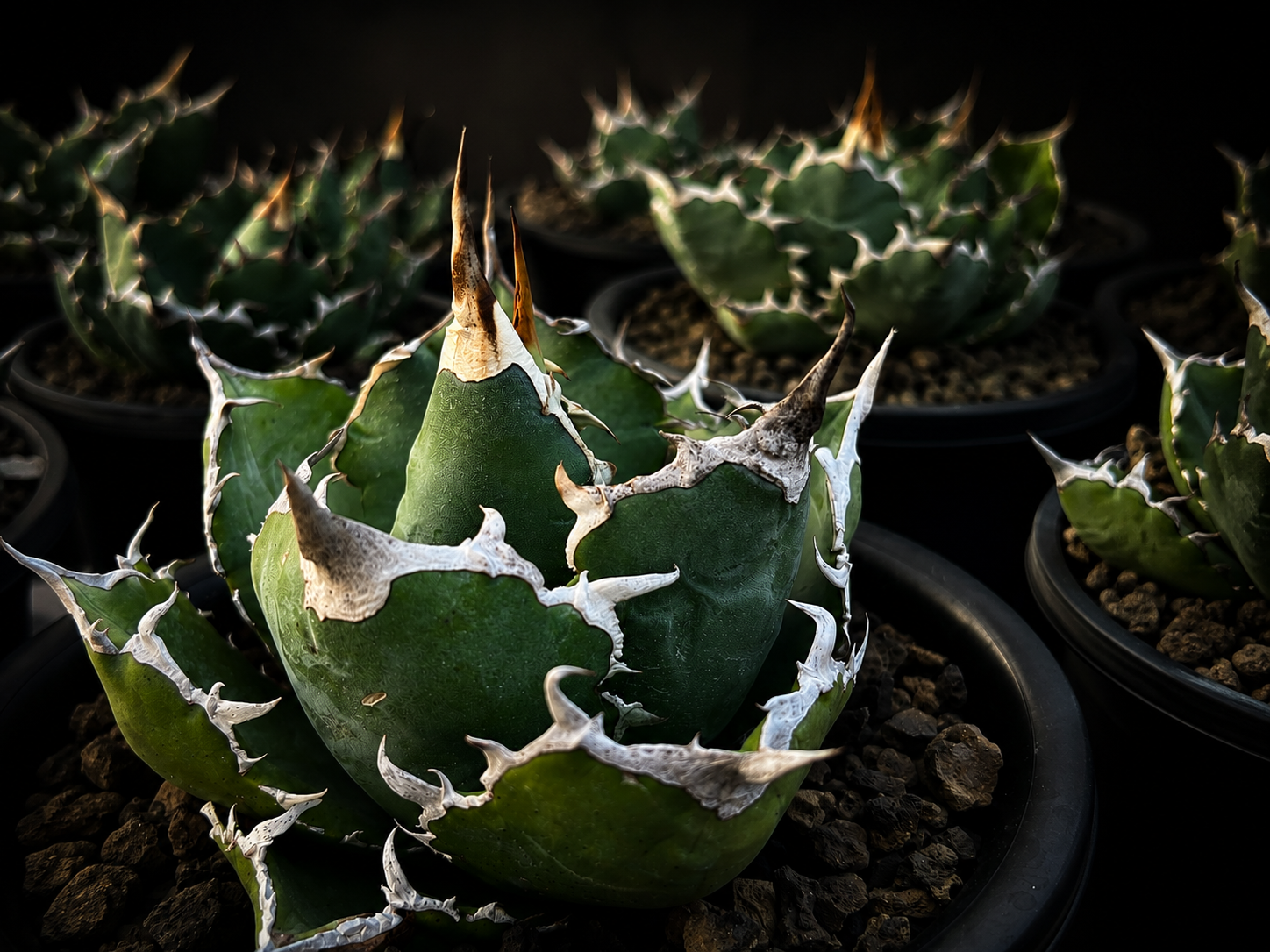 Agave titanota specimen under single spotlight against black background