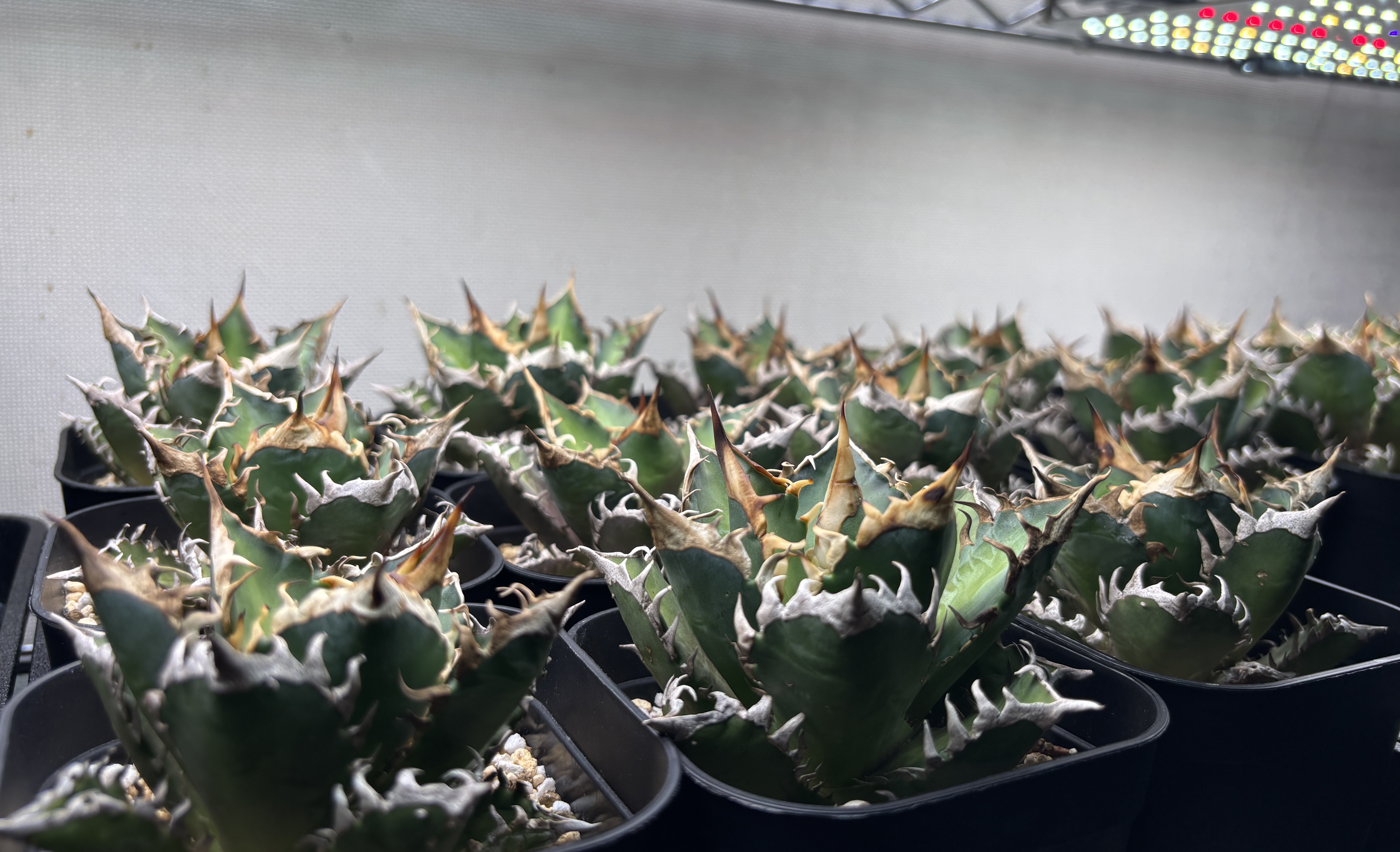 Agave titanota under grow light, checking rosette tightness