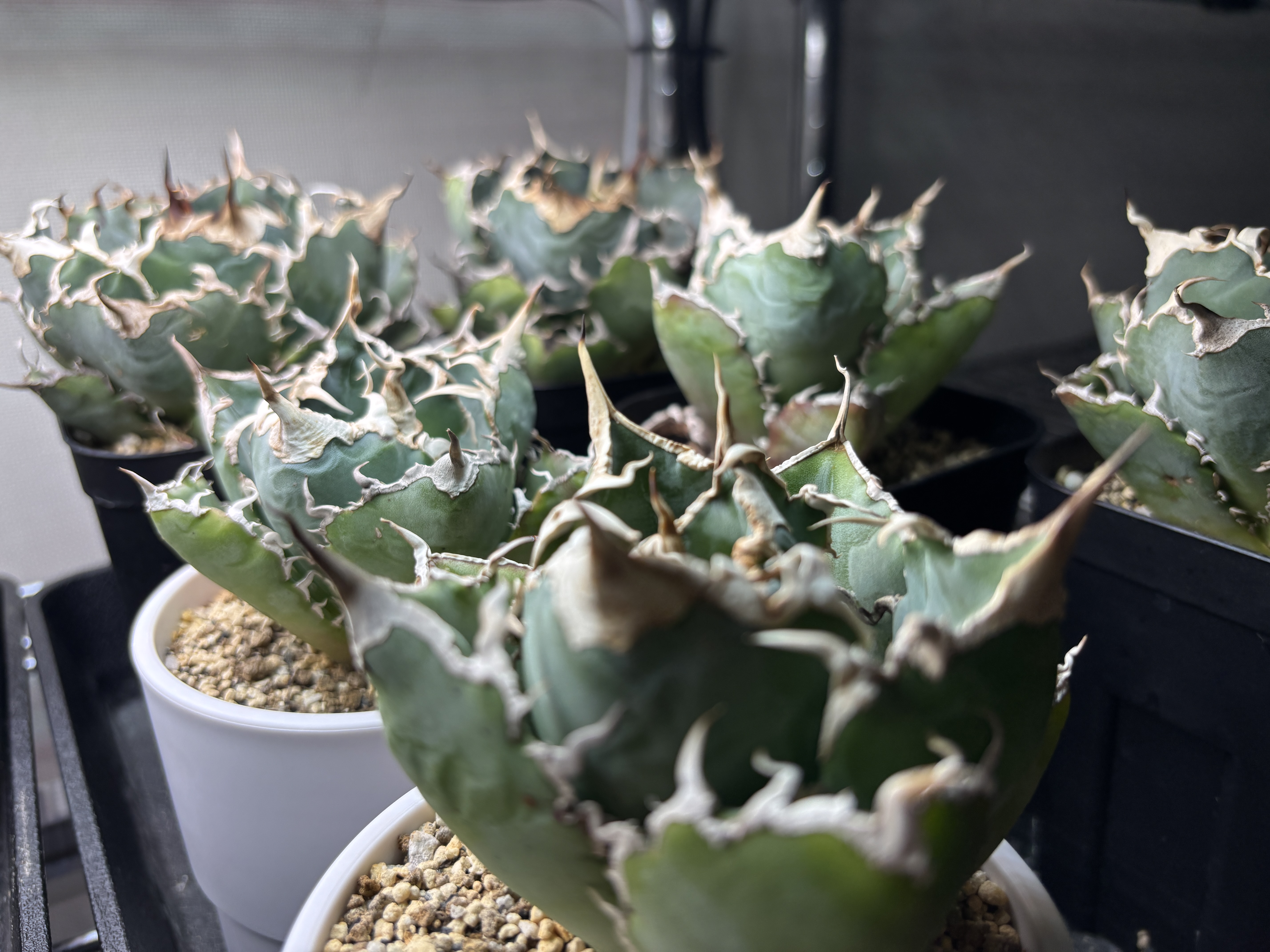 Rows of Agave titanota pots showing soil mix under grow lights