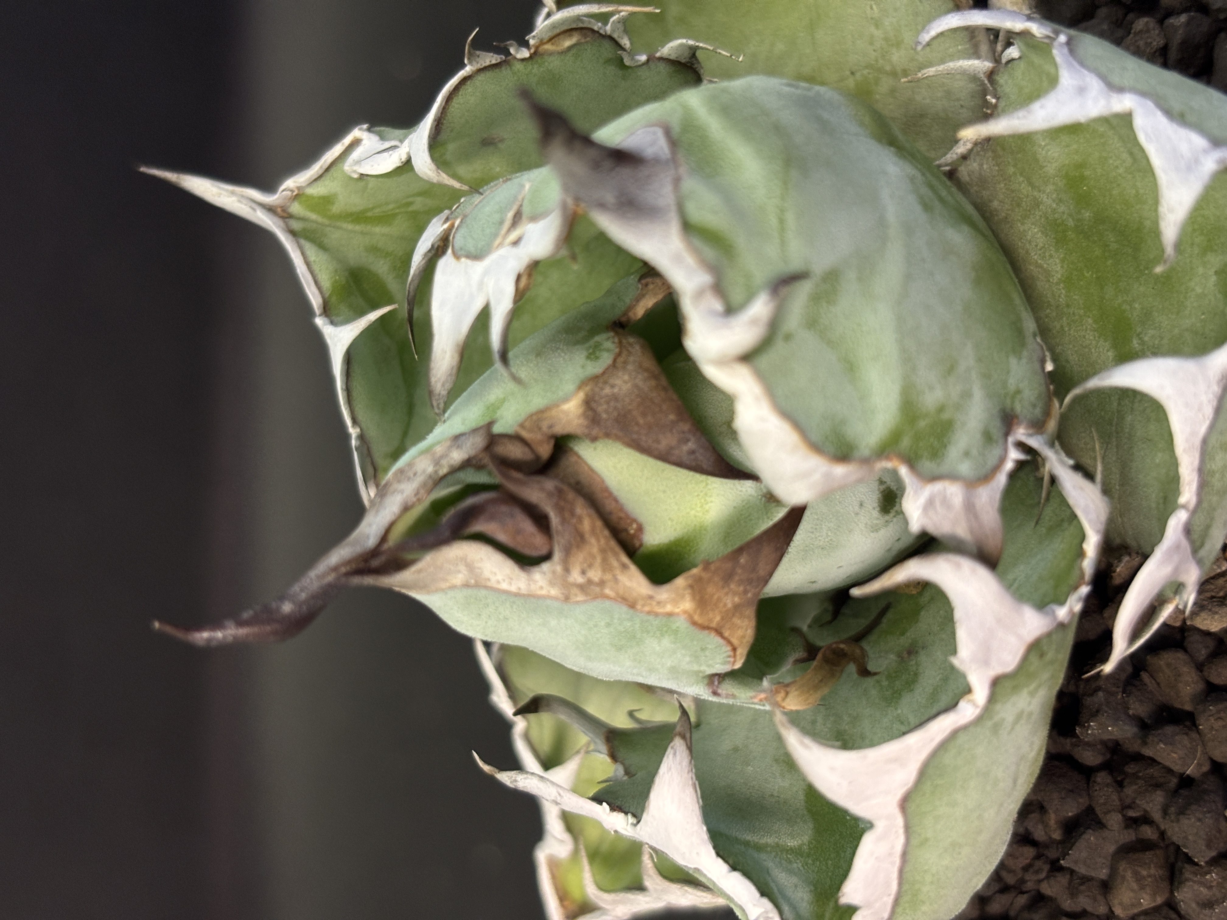 Close-up of Agave titanota leaf texture and teeth