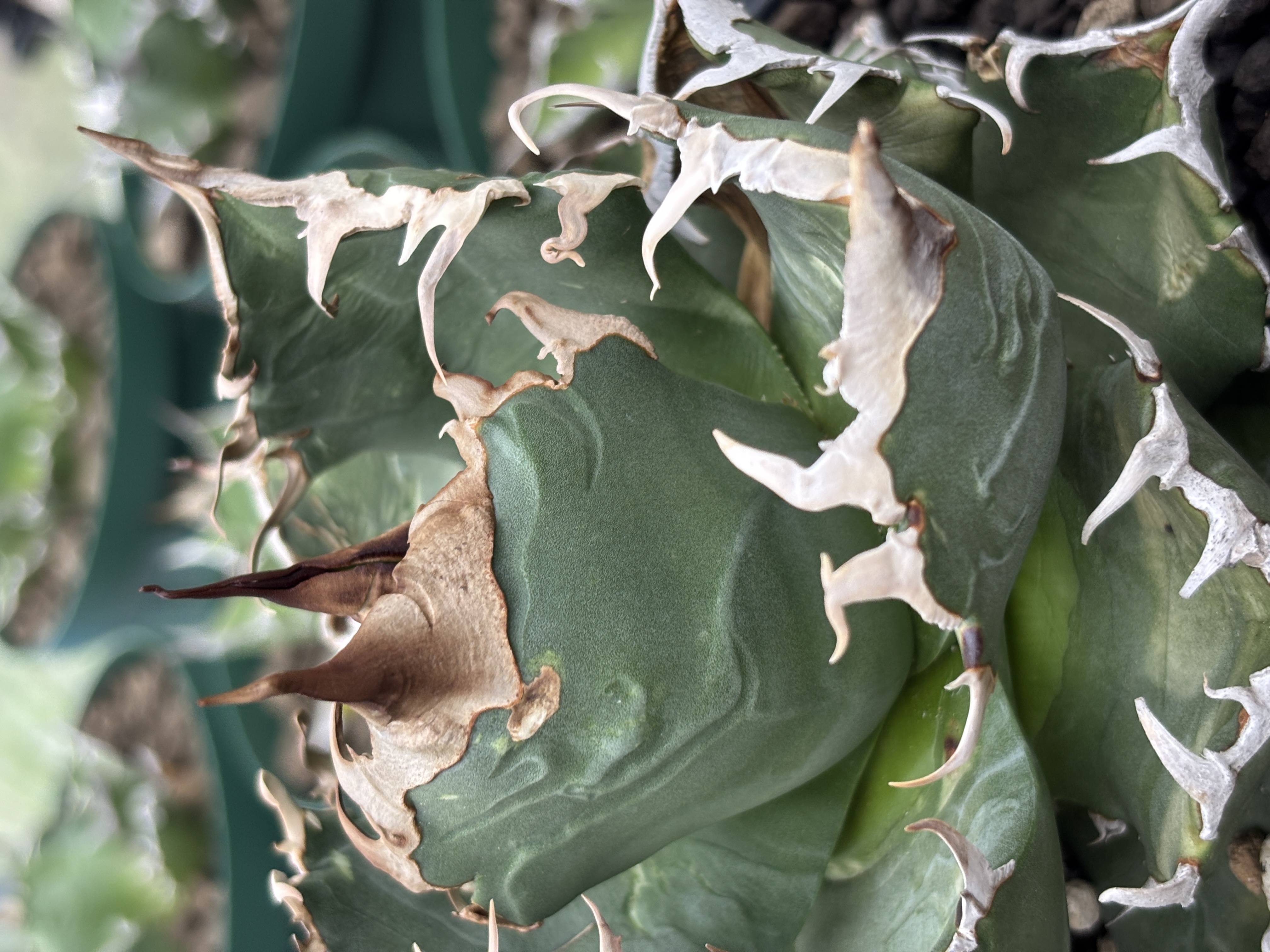 Close-up of Agave titanota leaf and teeth just after arrival
