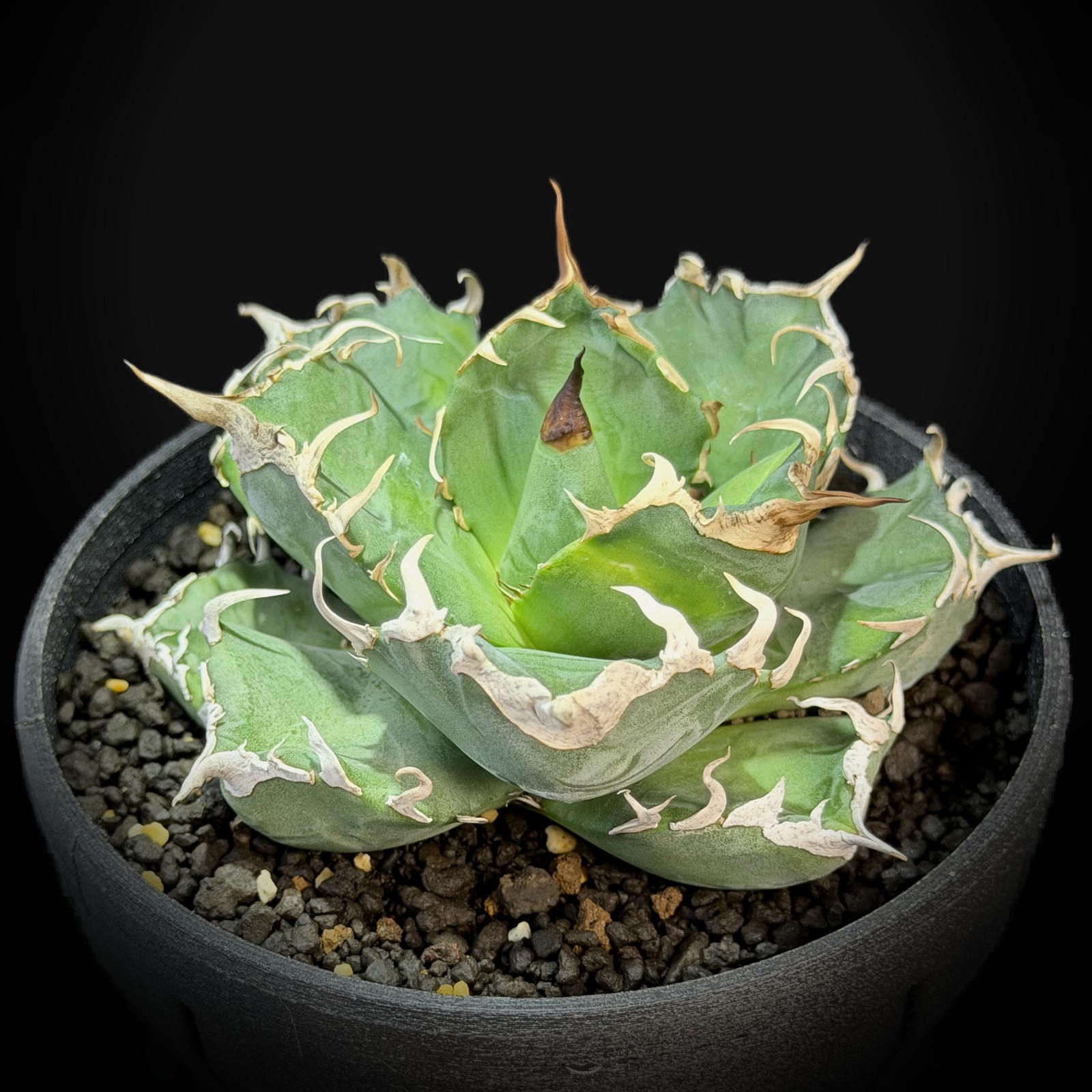 Agave titanota under spotlight, dark background