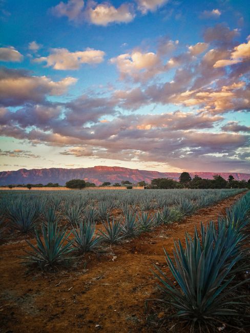 Blue agave field at sunset, Jalisco Mexico