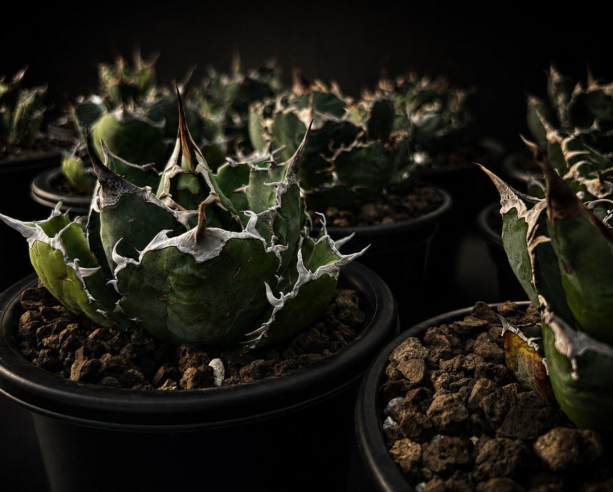 Close-up of an Agave titanota rosette, dark moody lighting