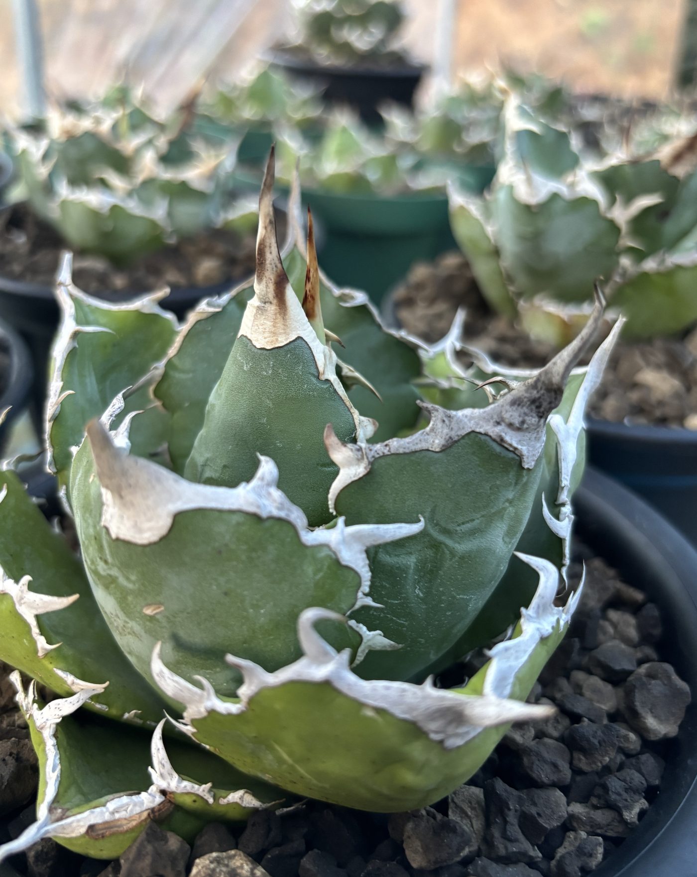 Agave titanota rooted in a pot with volcanic gravel topdressing