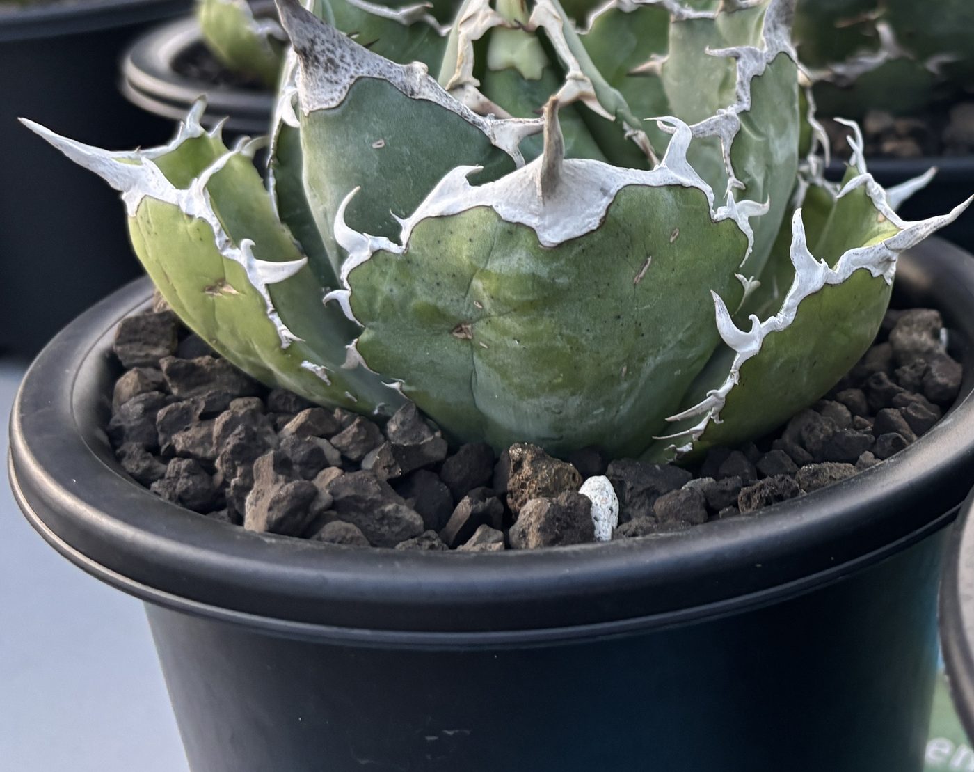 Tightly formed Agave titanota rosette, close-up