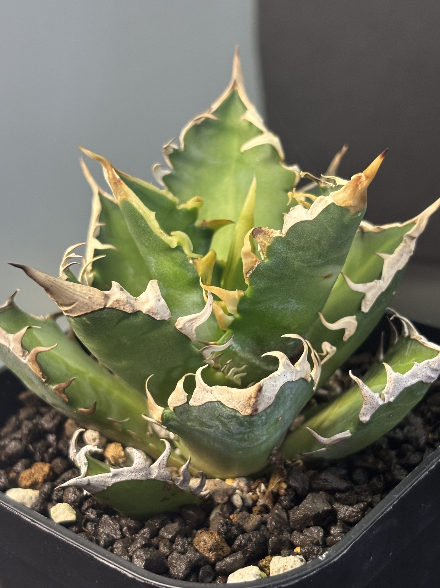 Agave titanota planted in a nursery pot, close-up
