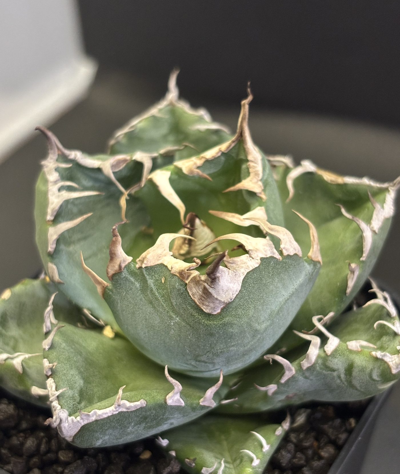 Agave titanota rosette planted in a small pot