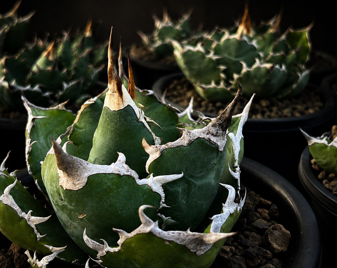 Close-up of an Agave titanota rosette in a nursery pot