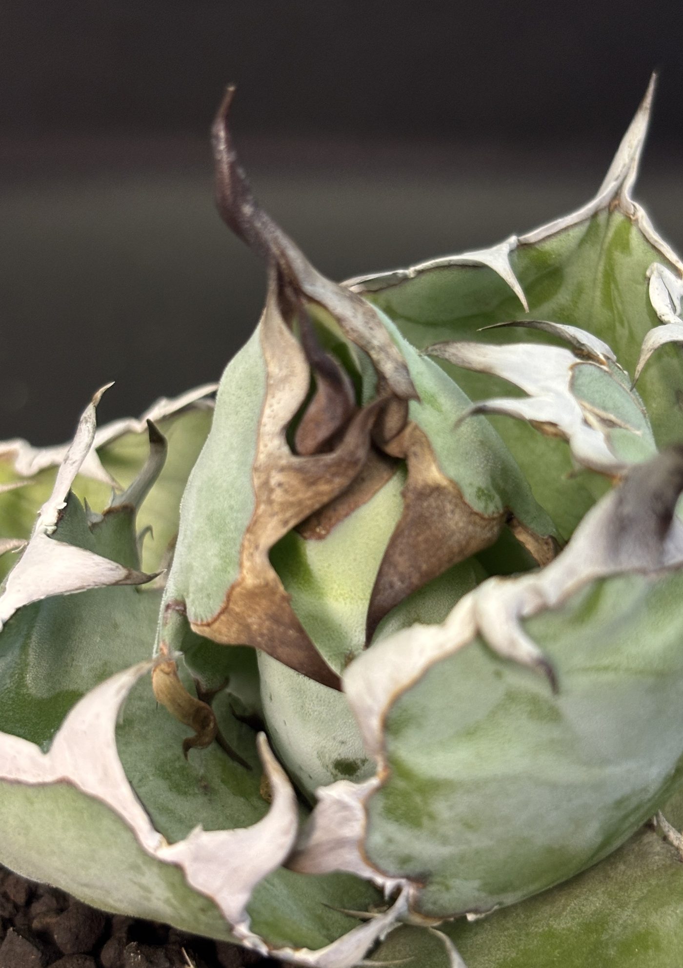 Macro close-up of Agave titanota leaf margin and spines