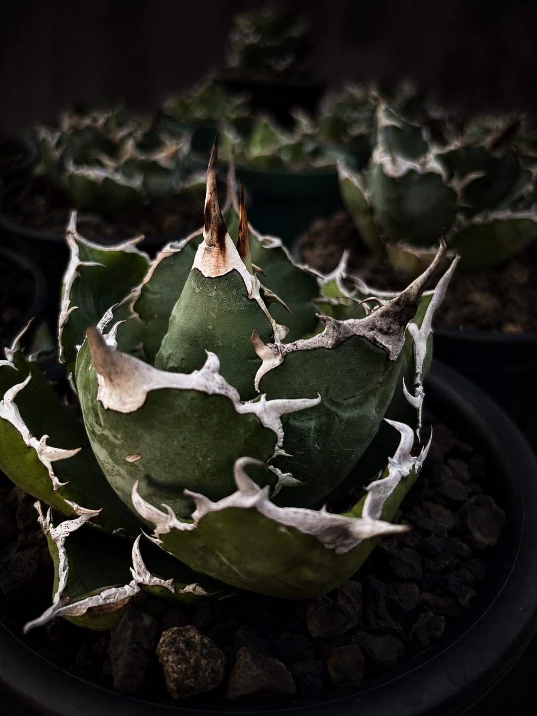 Close-up of an Agave titanota rosette, dark moody lighting