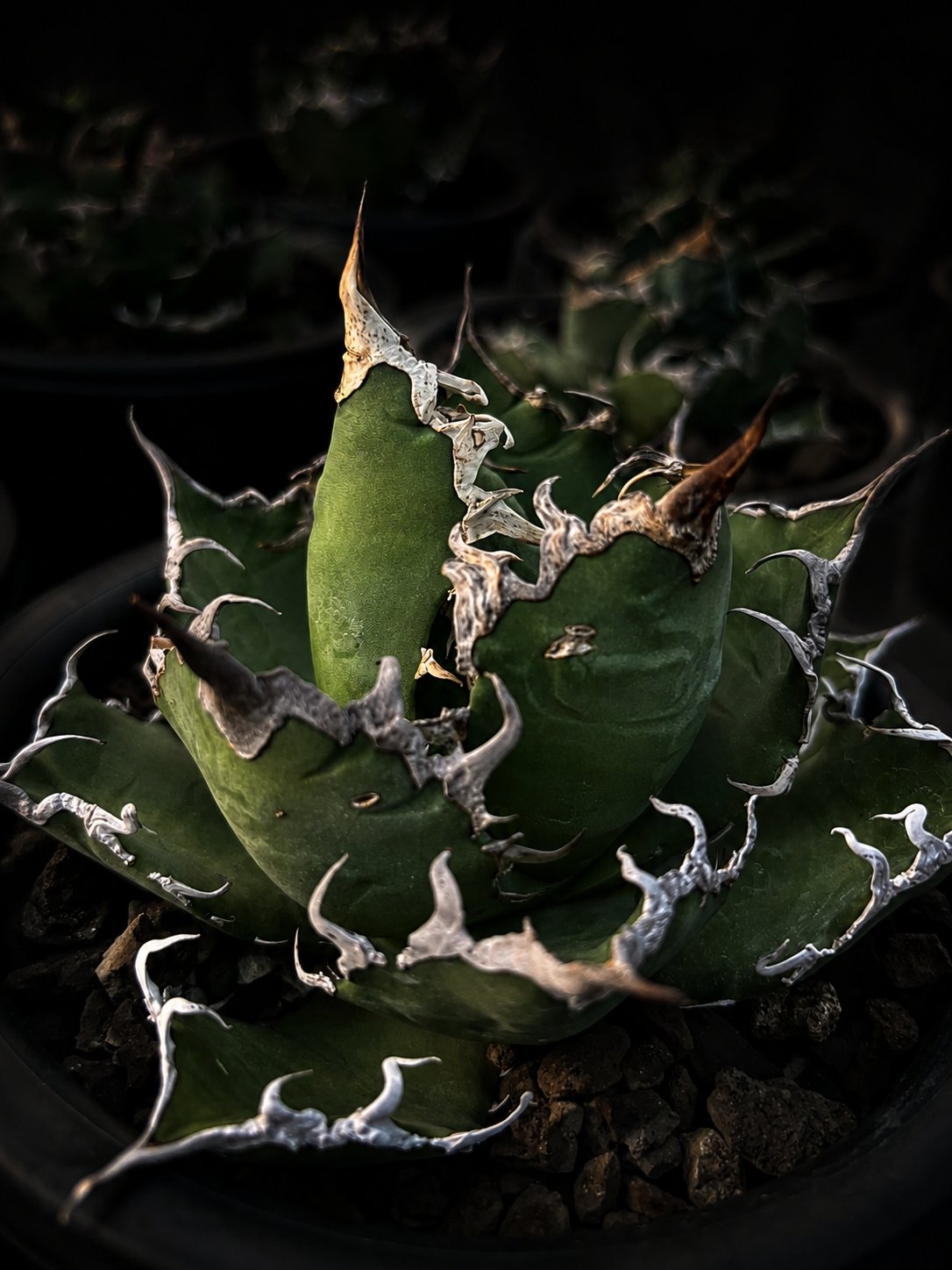 Close-up of an Agave titanota rosette, dark moody lighting