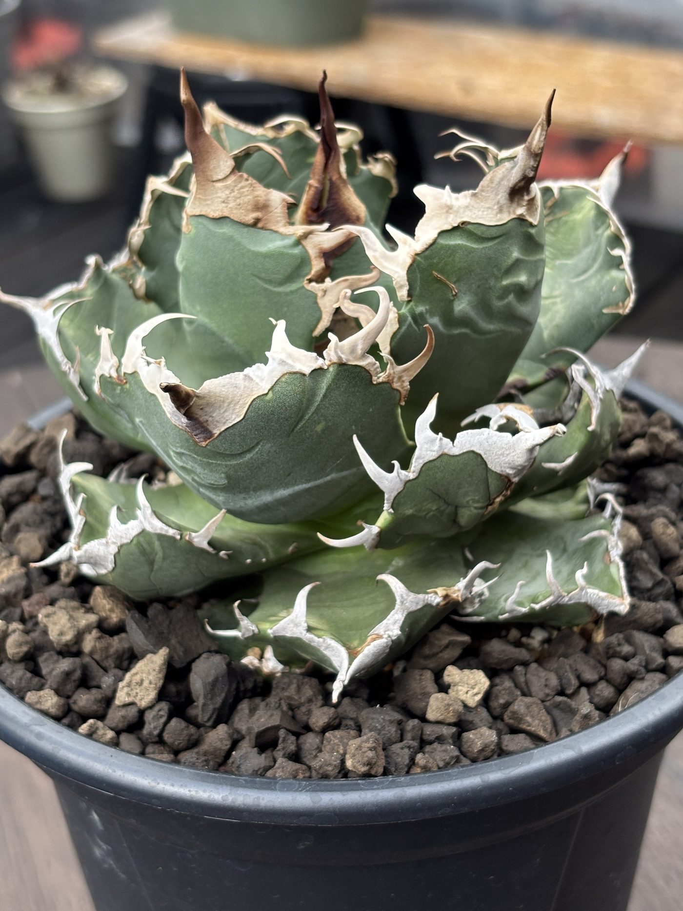 Agave titanota viewed from above, planted with volcanic gravel topdressing