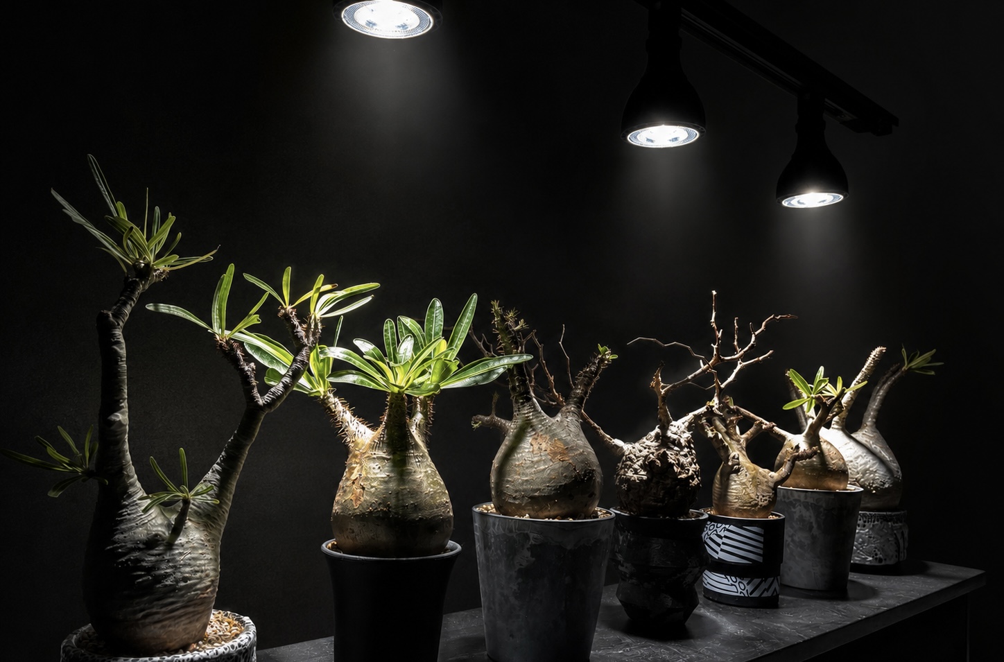 Agave and Pachypodium collection under track lighting in the home garage